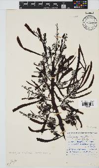 Anthophycus longifolius image