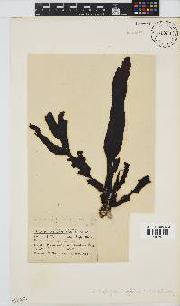 Anthophycus longifolius image