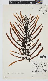 Anthophycus longifolius image