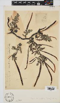 Anthophycus longifolius image