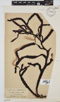 Anthophycus longifolius image