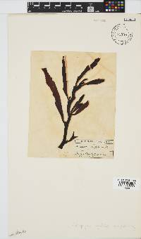 Anthophycus longifolius image