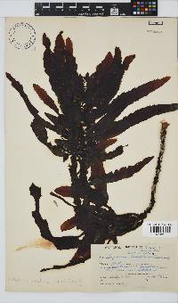 Anthophycus longifolius image