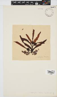 Anthophycus longifolius image