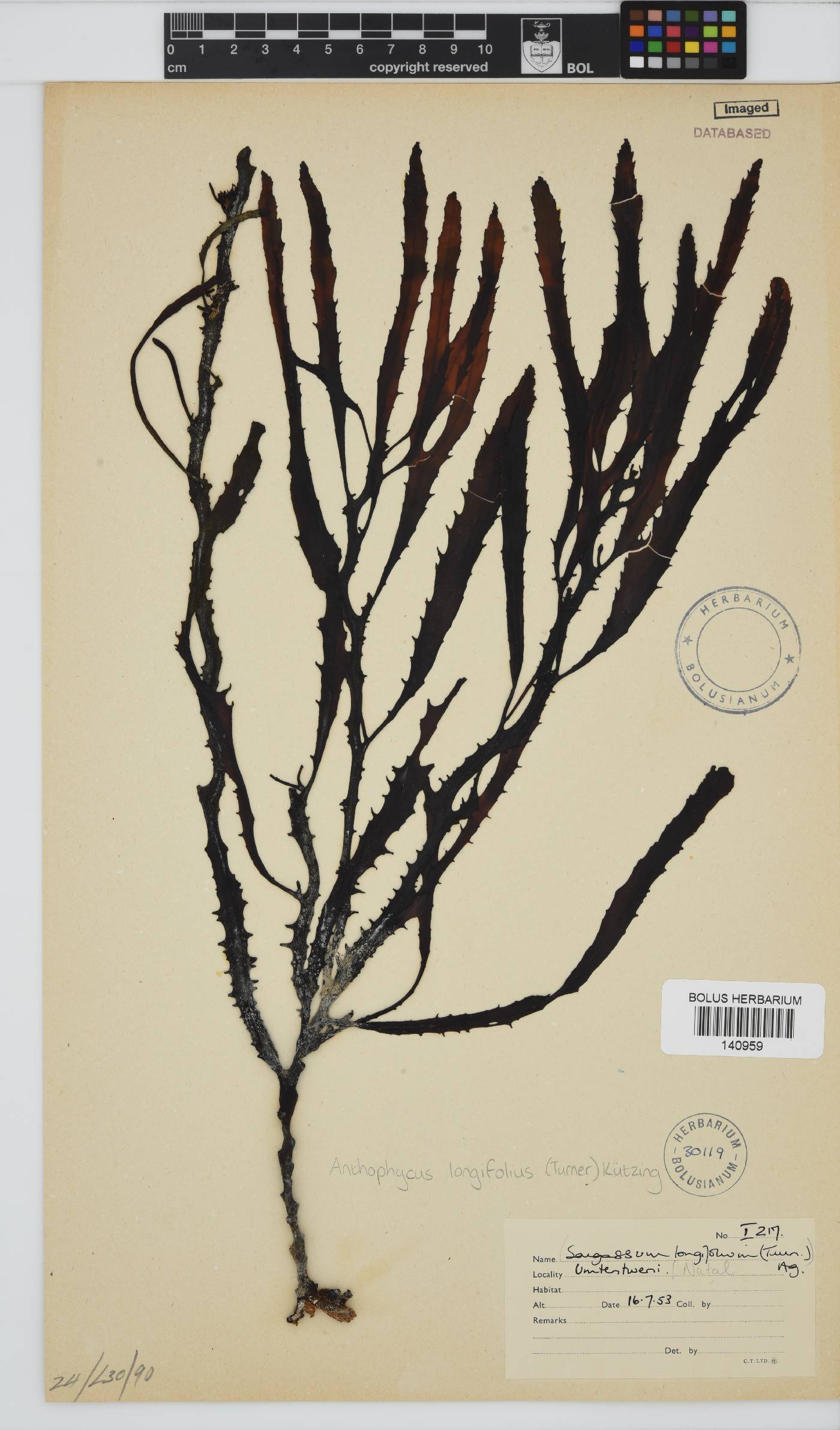 Anthophycus image