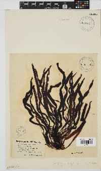 Anthophycus longifolius image