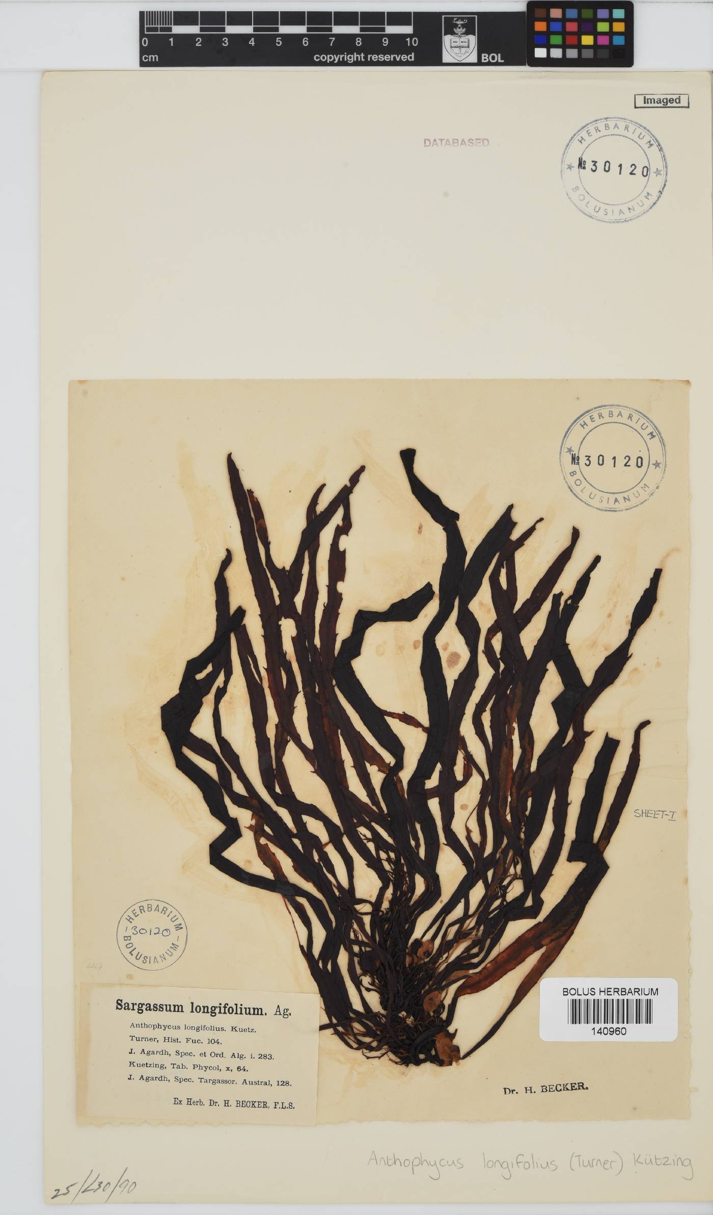 Anthophycus image