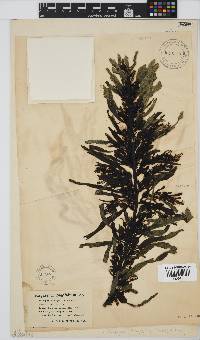 Anthophycus longifolius image