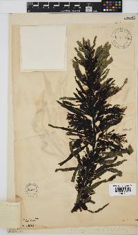 Anthophycus longifolius image