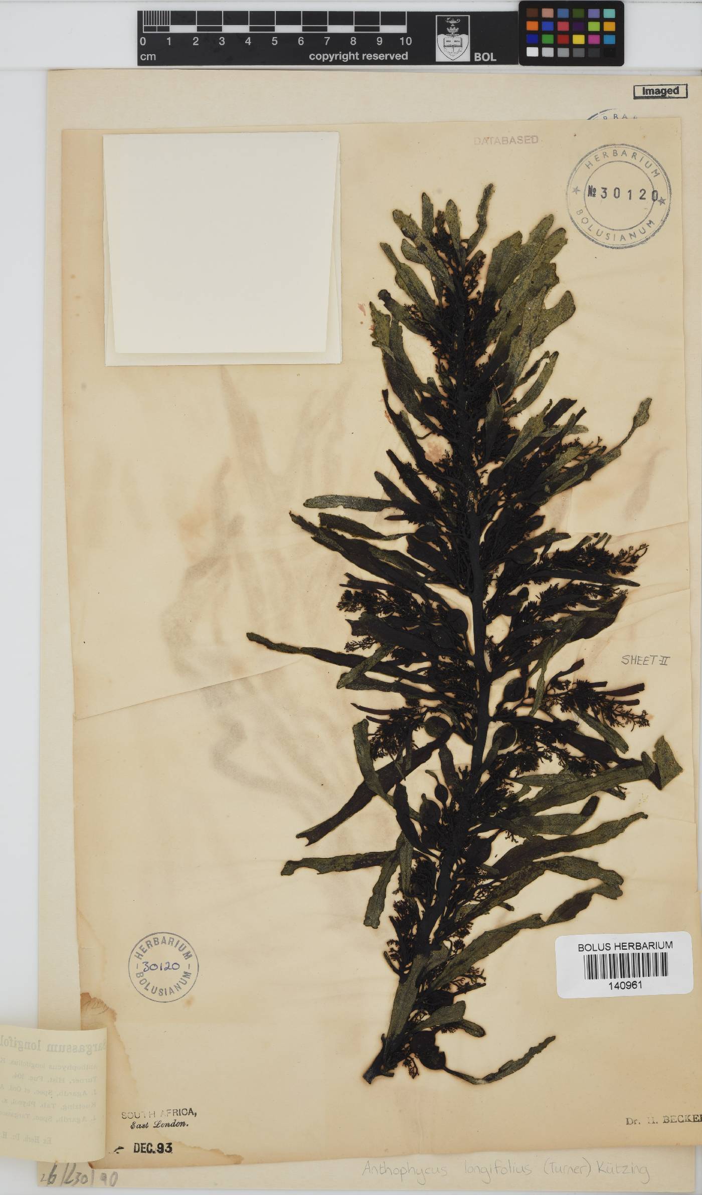 Anthophycus longifolius image