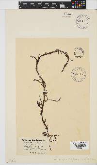 Anthophycus longifolius image