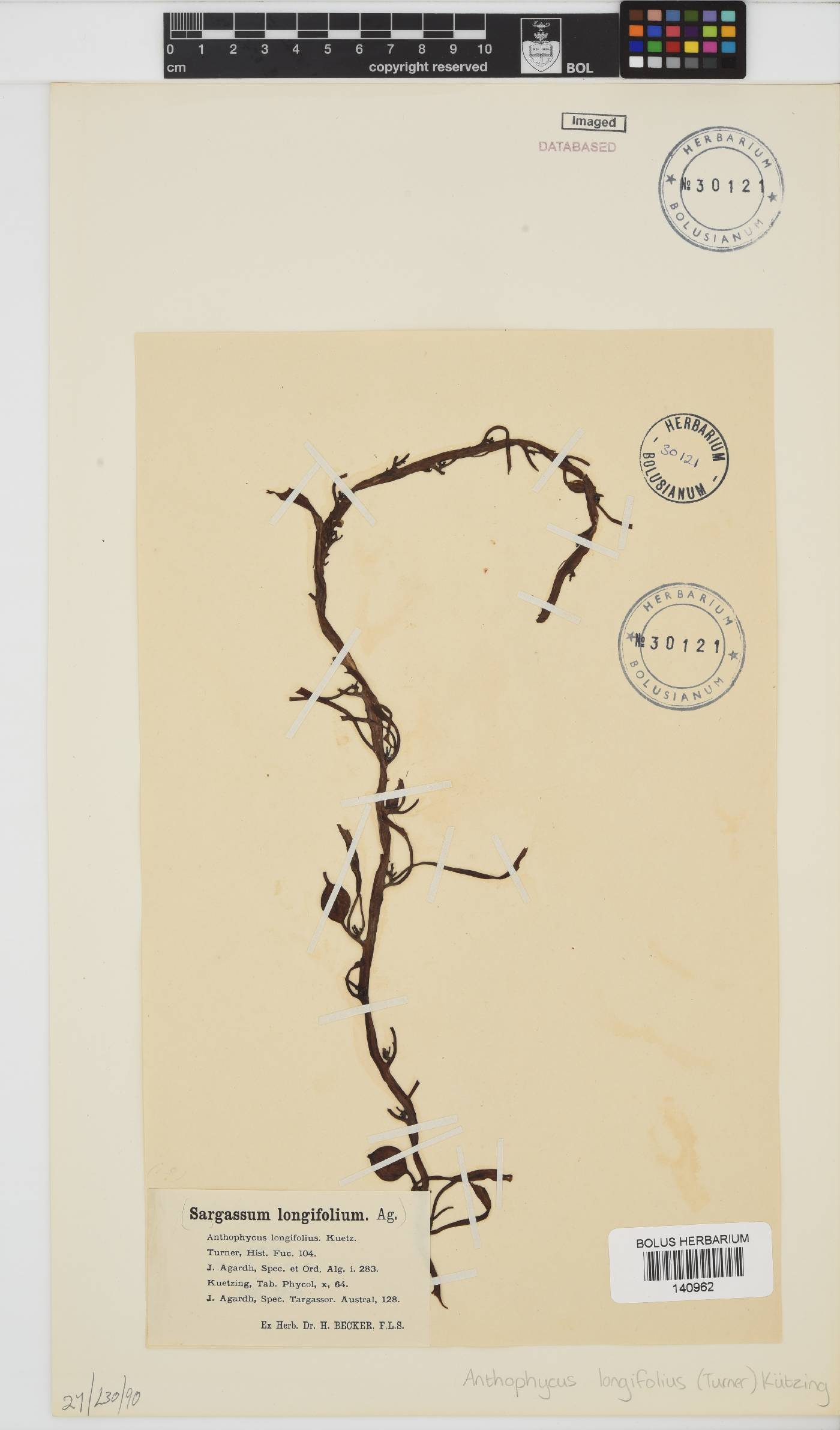 Anthophycus image