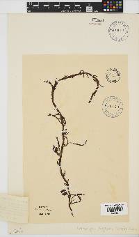 Anthophycus longifolius image