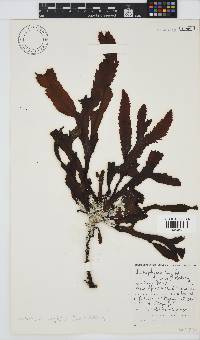 Anthophycus longifolius image
