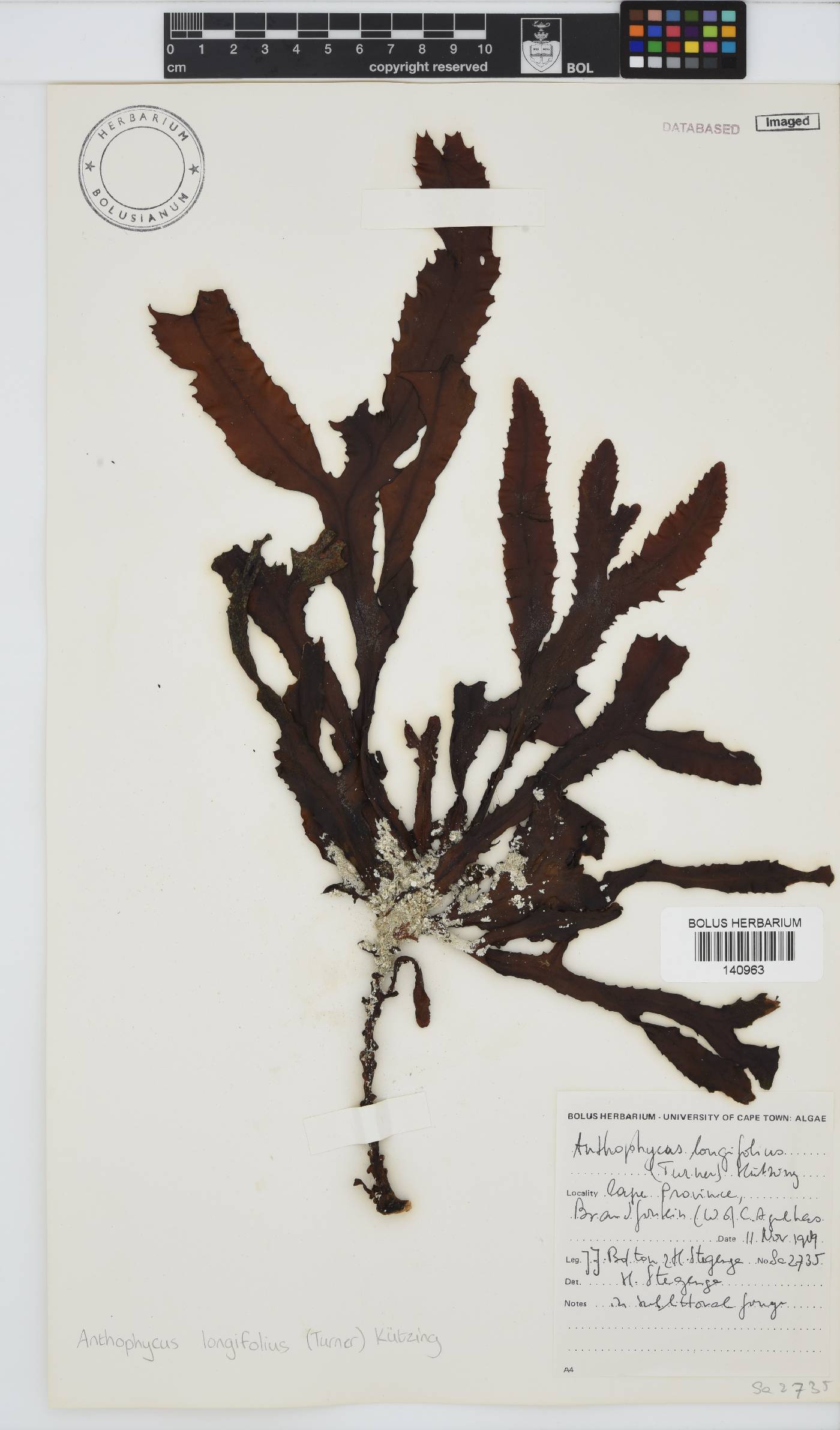 Anthophycus longifolius image