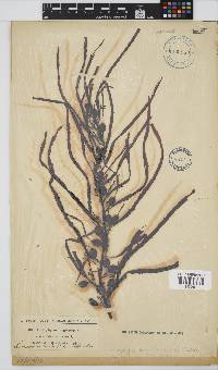 Anthophycus longifolius image