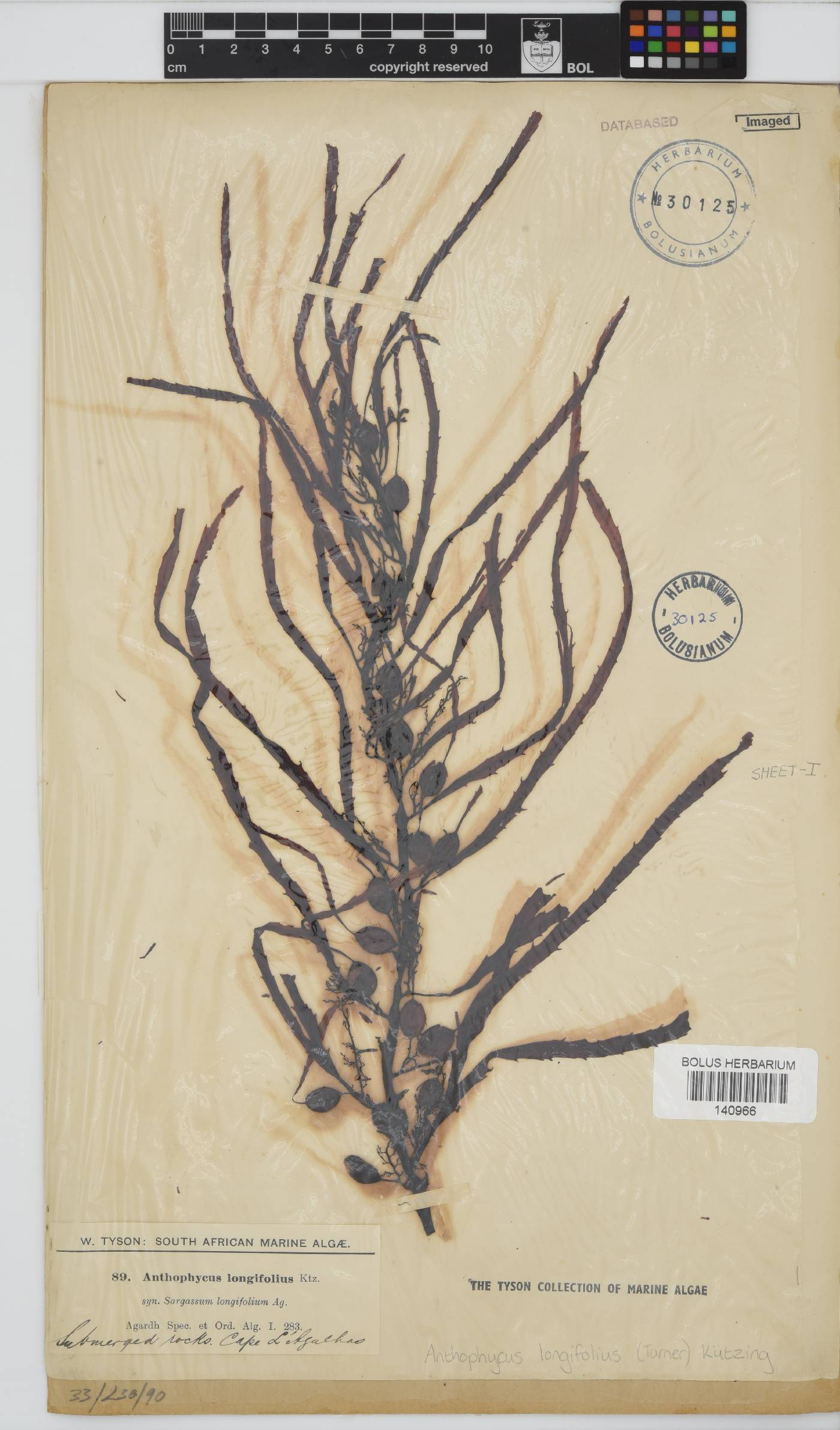 Anthophycus longifolius image
