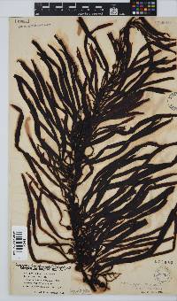 Anthophycus longifolius image
