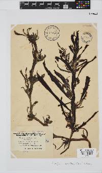 Anthophycus longifolius image