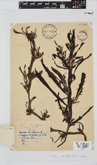 Anthophycus longifolius image