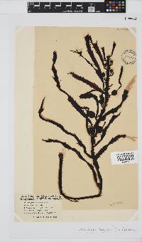 Anthophycus longifolius image