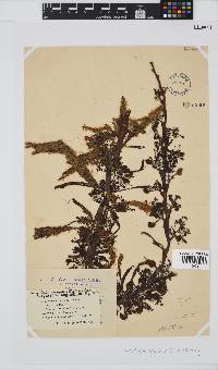 Anthophycus longifolius image