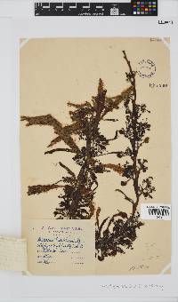Anthophycus longifolius image