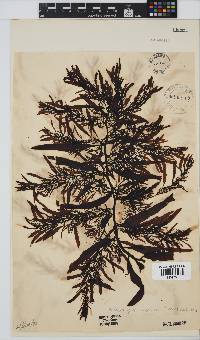Anthophycus longifolius image