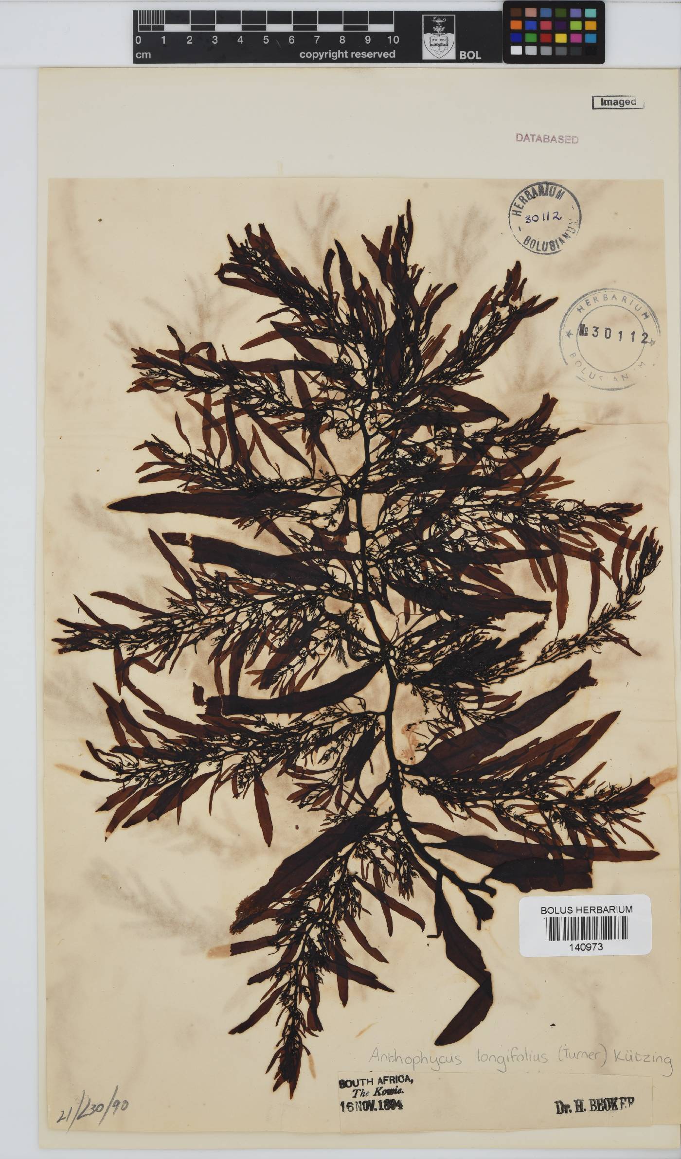 Anthophycus image