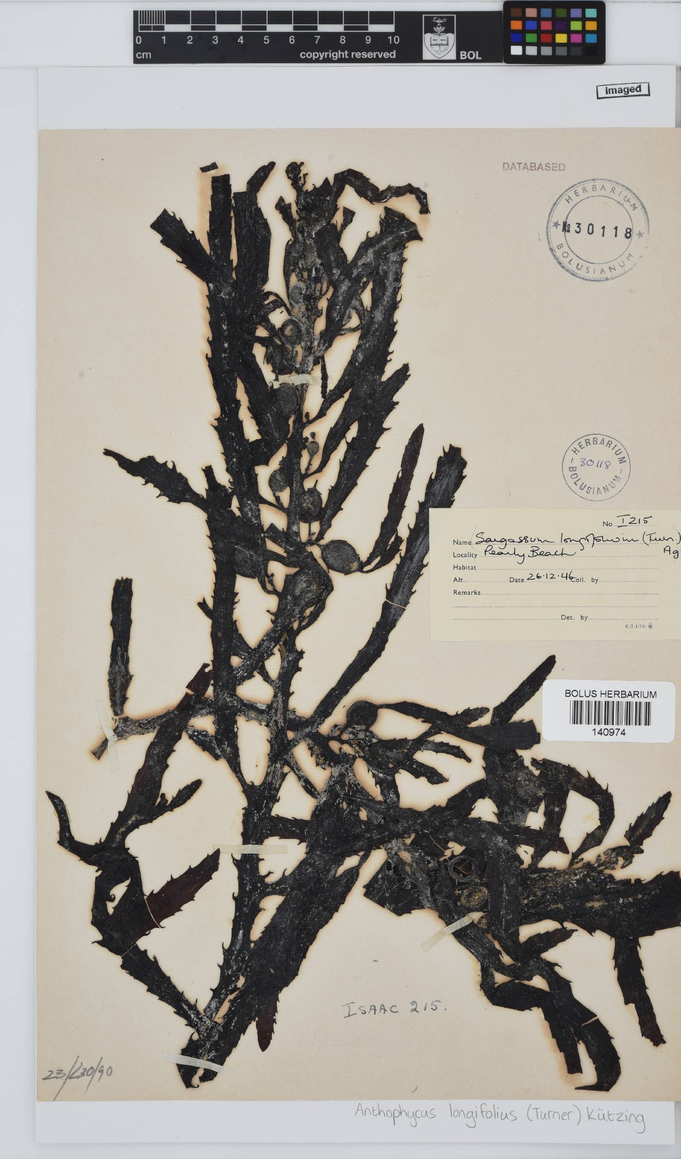 Anthophycus longifolius image