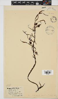 Anthophycus longifolius image