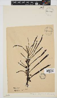 Anthophycus longifolius image