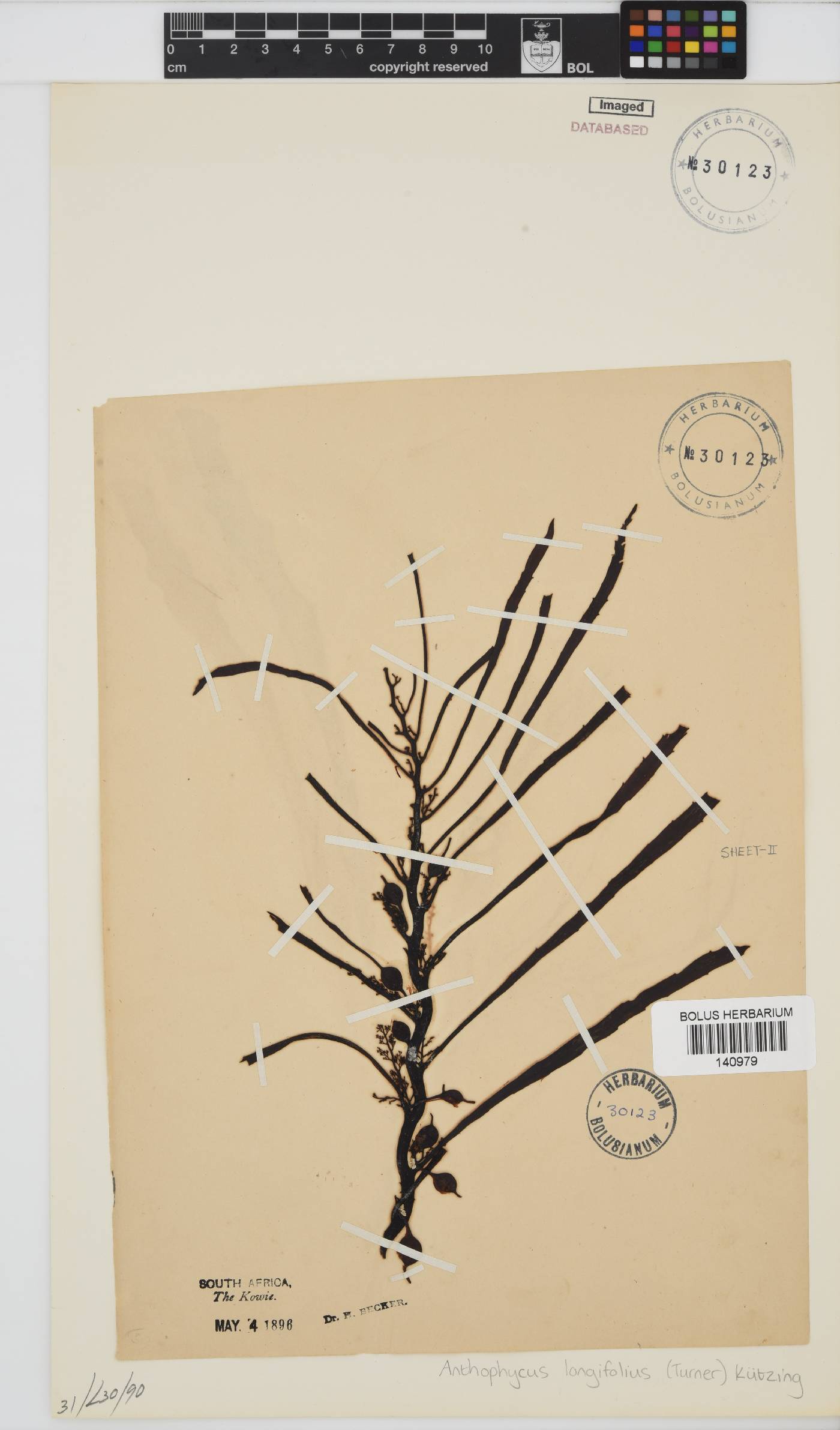 Anthophycus longifolius image