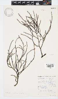 Image of Axillariella constricta