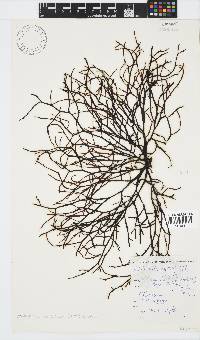 Axillariella constricta image