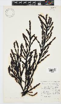Axillariella constricta image