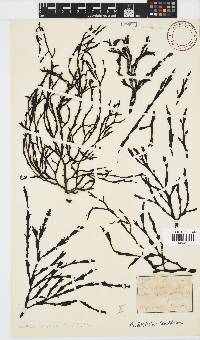Axillariella constricta image