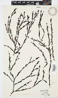 Axillariella constricta image