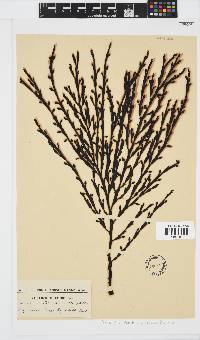 Axillariella constricta image