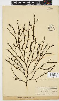Axillariella constricta image