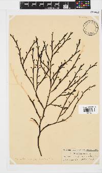 Axillariella constricta image
