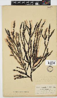 Axillariella constricta image