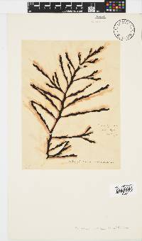Axillariella constricta image