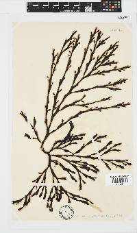 Axillariella constricta image