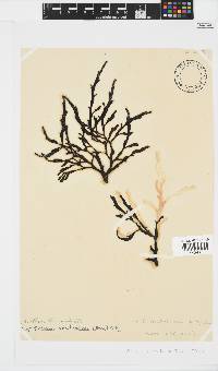 Axillariella constricta image