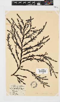 Axillariella constricta image