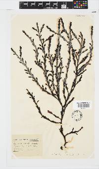 Axillariella constricta image