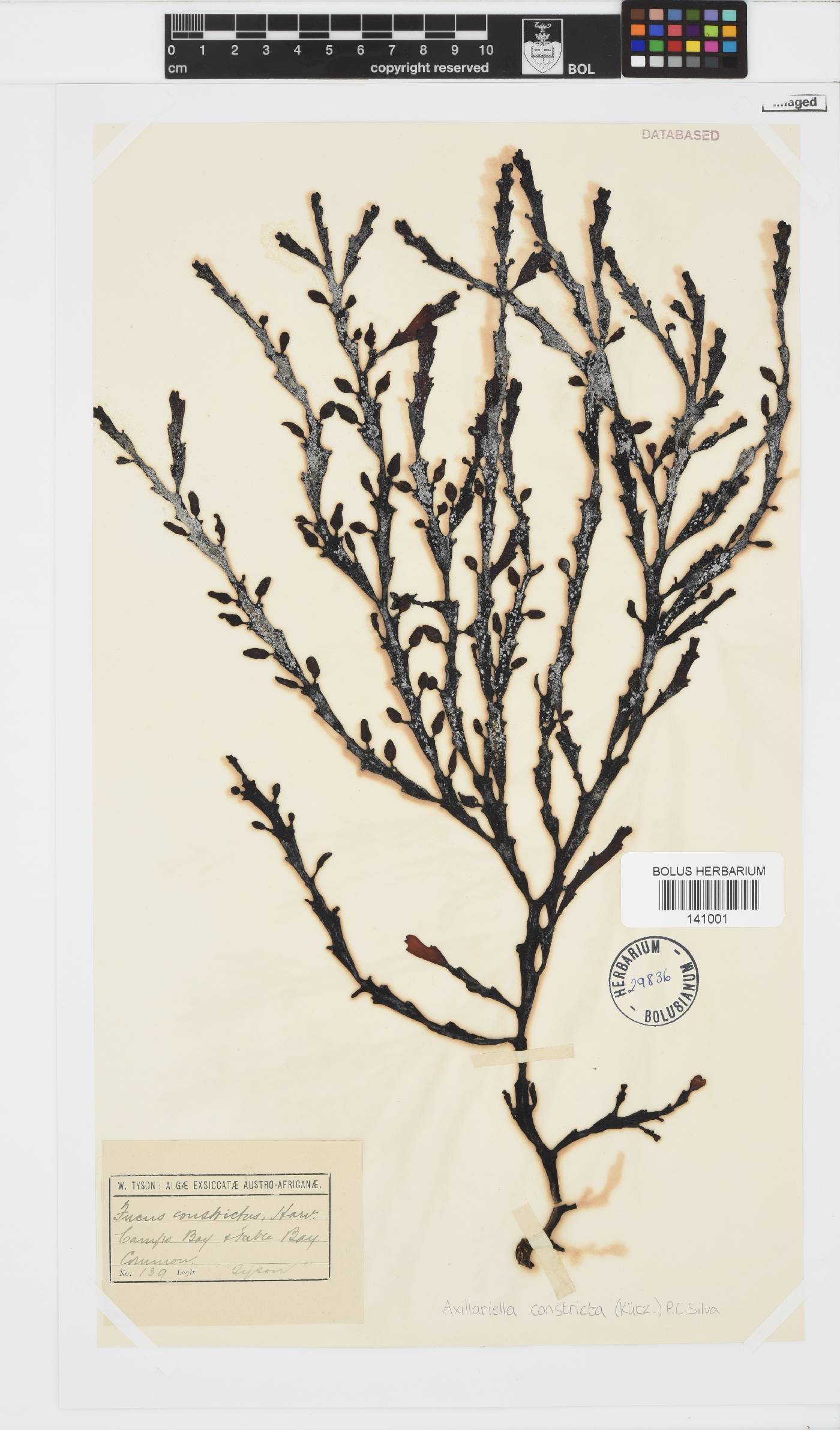 Axillariella constricta image