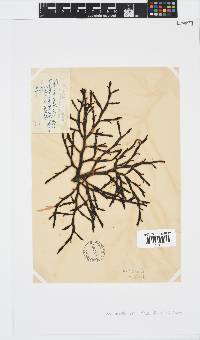 Axillariella constricta image