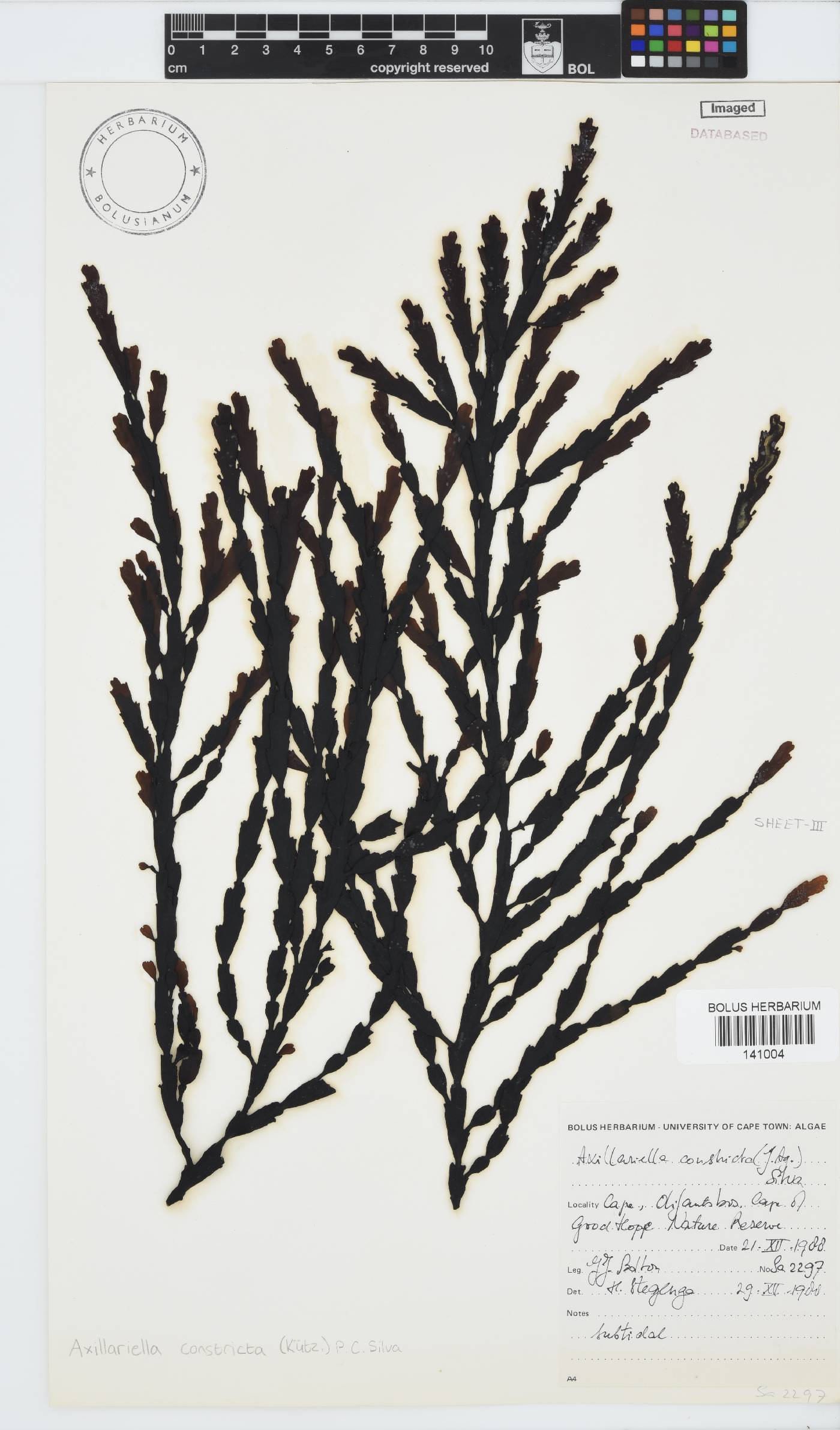 Axillariella constricta image